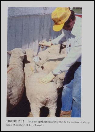 ریختن محلول حشره کش روی گوسفند